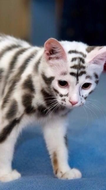 이런 고양이 본 적 있어? | 인스티즈